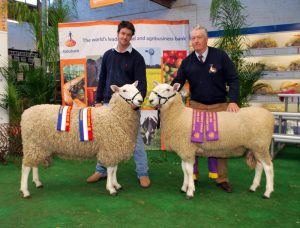 Champion & Reserve Champion Border Leicester Rams, Royal Adelaide Show 2013